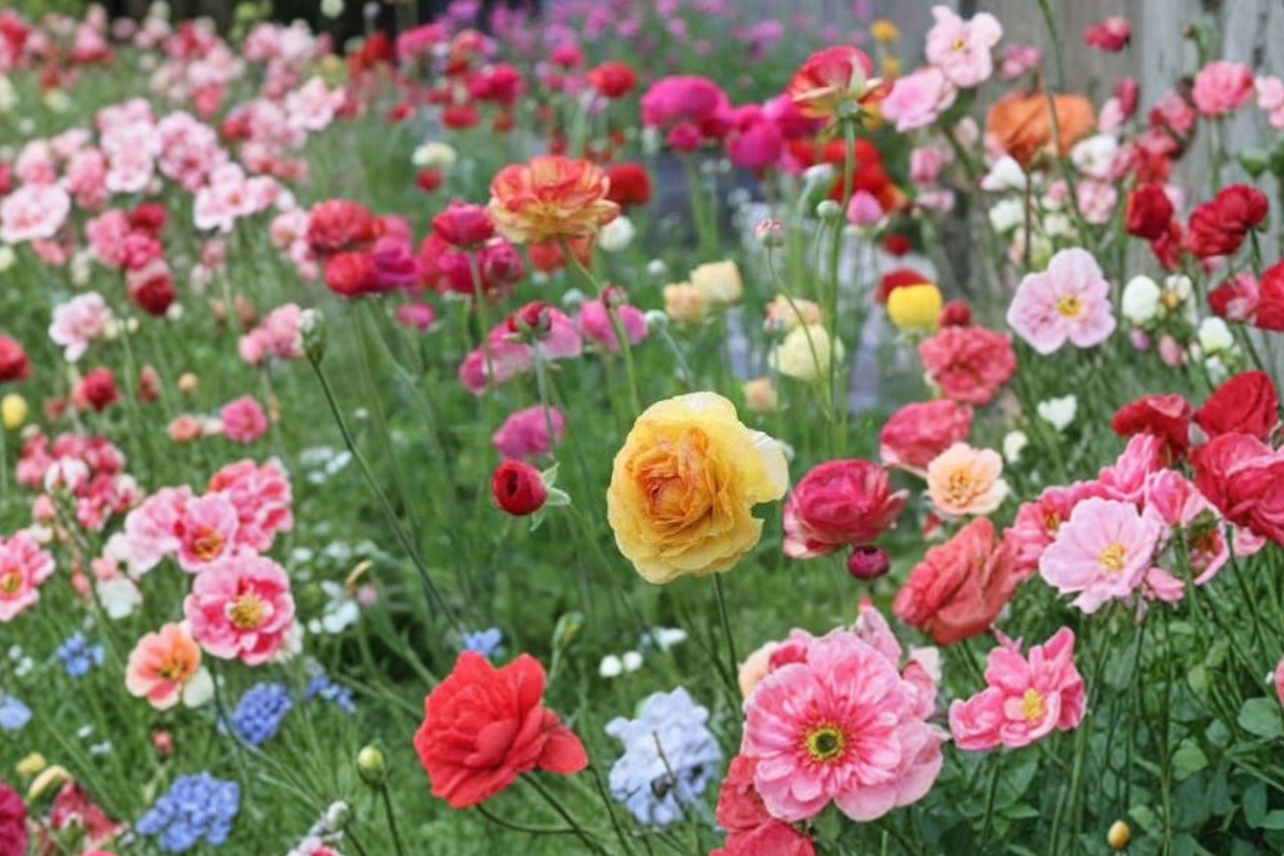 7 Ranunculus Aviv Mixed Healthy Corms -Vibrant Mixed Blooms Add Beauty to Your Garden - Loves Butterflies and Resists Critters