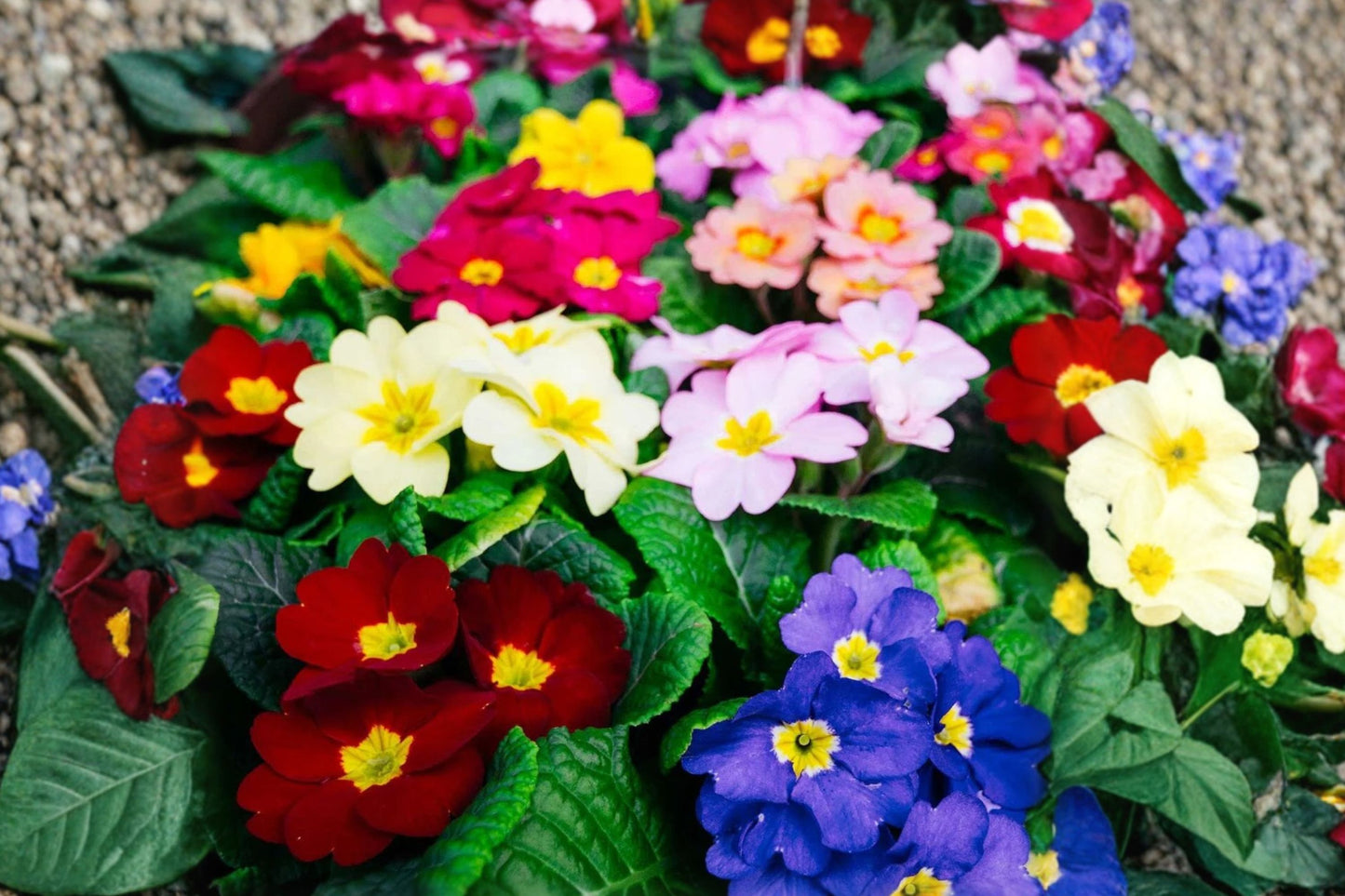 3 Mixed Primrose Live Plants | Rainbow Primula Perennials | Colorful Spring Flowers | Shade Garden | Easy to Grow Starter Plants