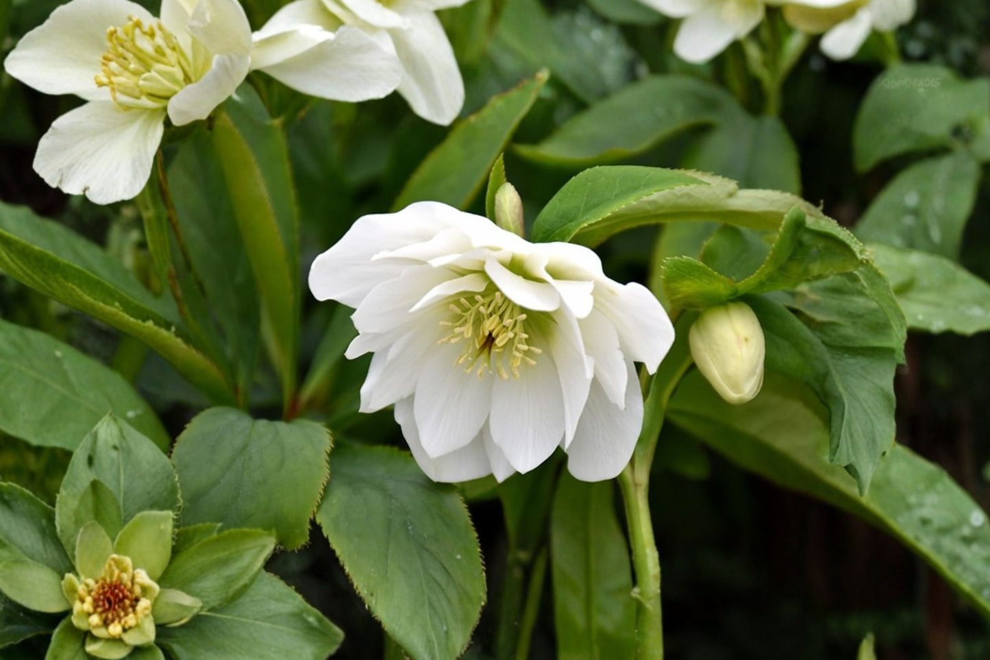 Wedding Bells Lenten Rose Live Plant | Hellebore Perennial | Evergreen Shade Flower | Winter Spring Blooms | Hardy Plant