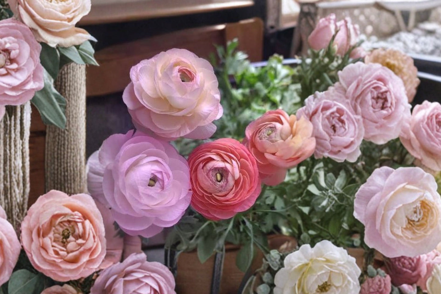 6 Jumbo Ranunculus mixed color Healthy Corms -Vibrant Blooms Add Beauty to Your Garden - Loves Butterflies and Resists Critters