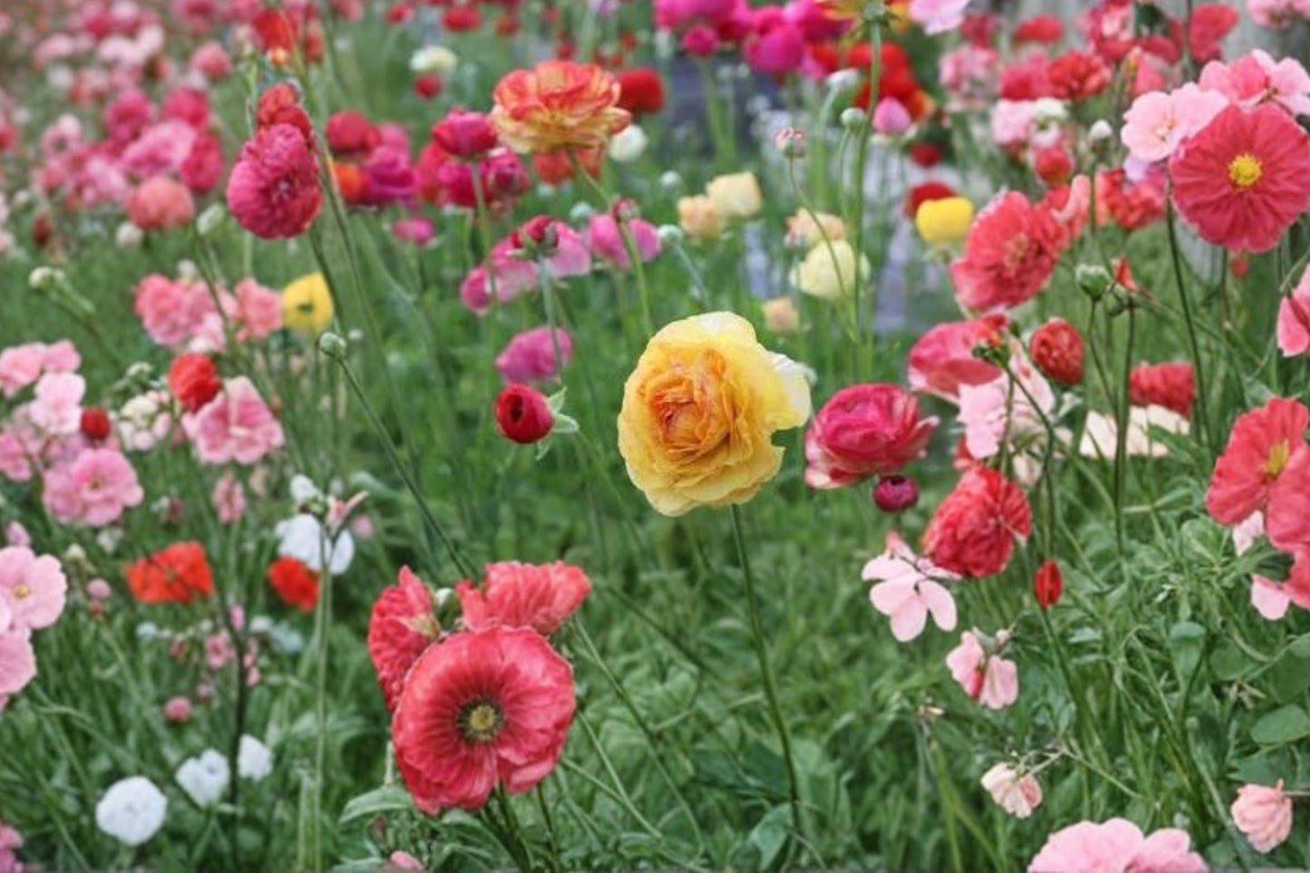 7 Ranunculus Jumbo Aviv Mixed Healthy Corms -Vibrant Mixed Blooms Add Beauty to Your Garden - Loves Butterflies and Resists Critters