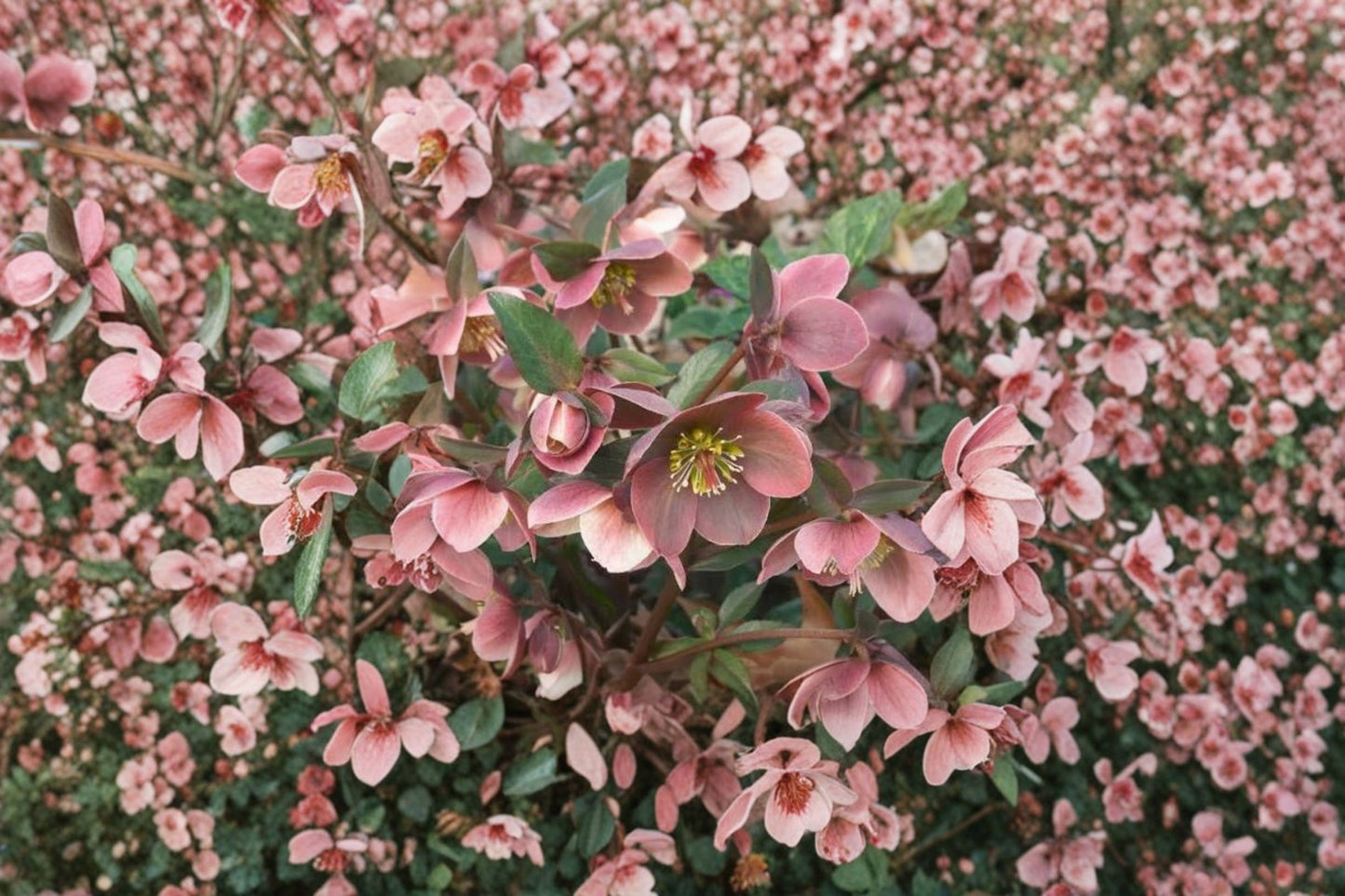 Raspberry Lenten Rose Plant, Live Hellebore Perennial, Spring Blooming Shade Flower, Easy to Grow, Deer Resistant, Shipped Trimmed