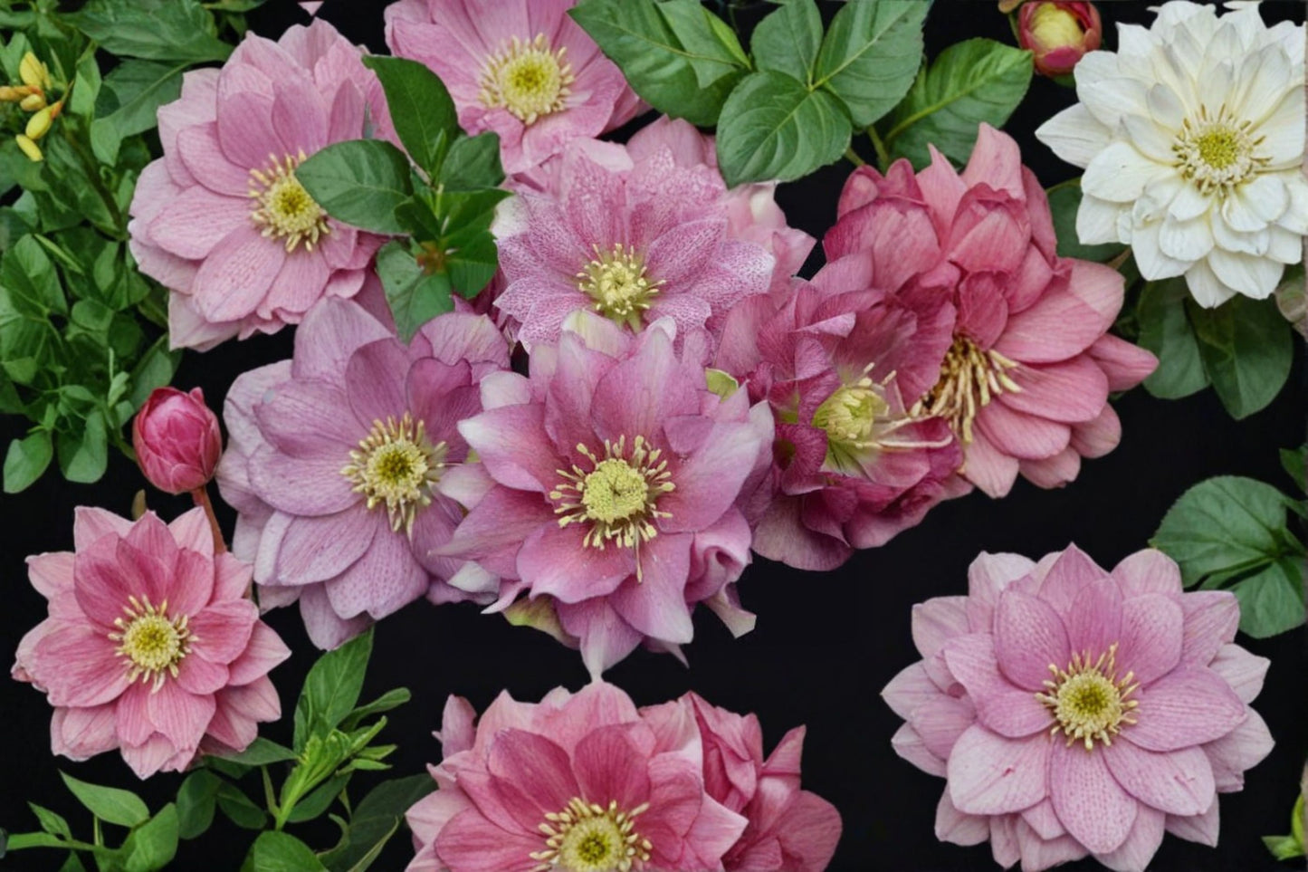 Maid of Honor Lenten Rose Plant, Live Hellebore Perennial, Spring Blooming Shade Flower, Easy to Grow, Deer Resistant, Fast Shipping