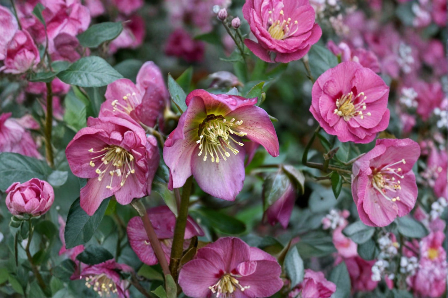Paris in Pink Lenten Rose Plant, Live Hellebore Perennial, Spring Blooming Shade Flower, Easy to Grow, Shipped Trimmed, Fast Shipping