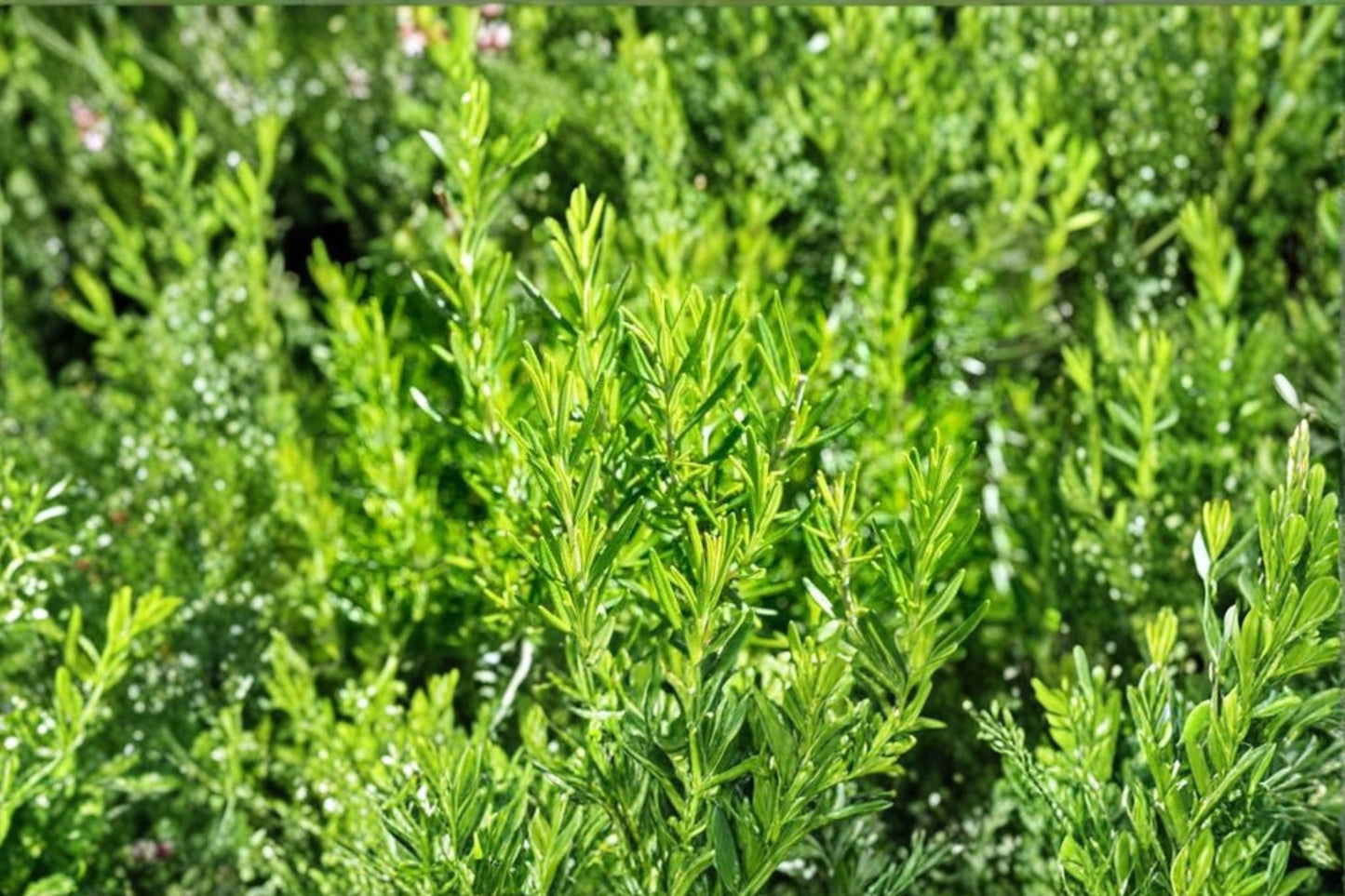 Live Rosemary Herb Plant, Starter Rosemary Perennial, Culinary Herb, Easy to Grow, Drought Tolerant, Full Sun, Fragrant Herb