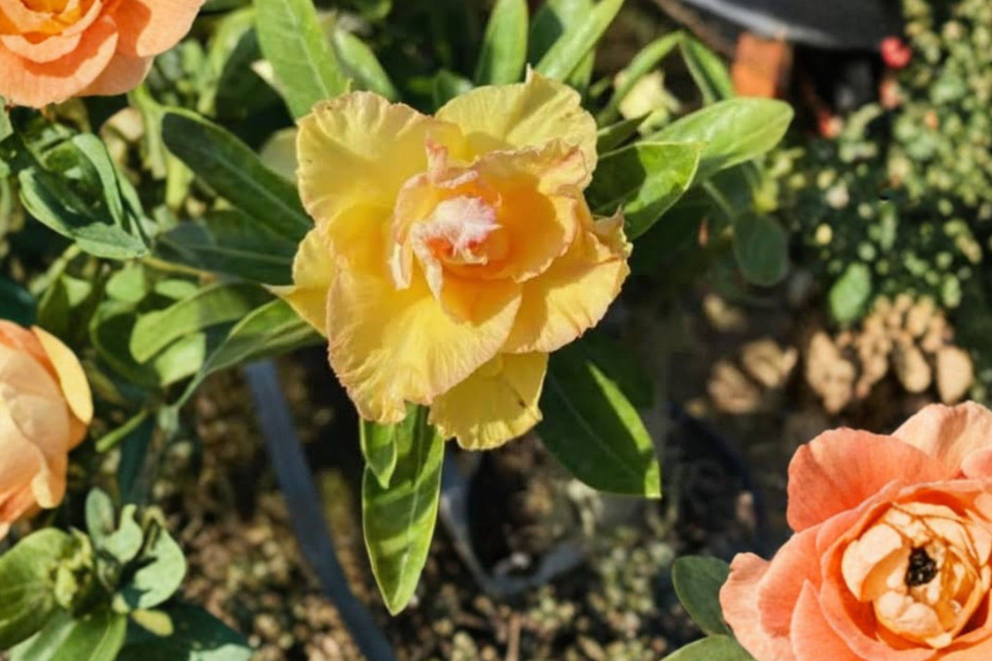 Adenium 'Alonza' Live Desert Rose, Bare Root Plant, Double Yellow Blooms, Rare Flowering Succulent, Easy Care, 5 Inch Grown