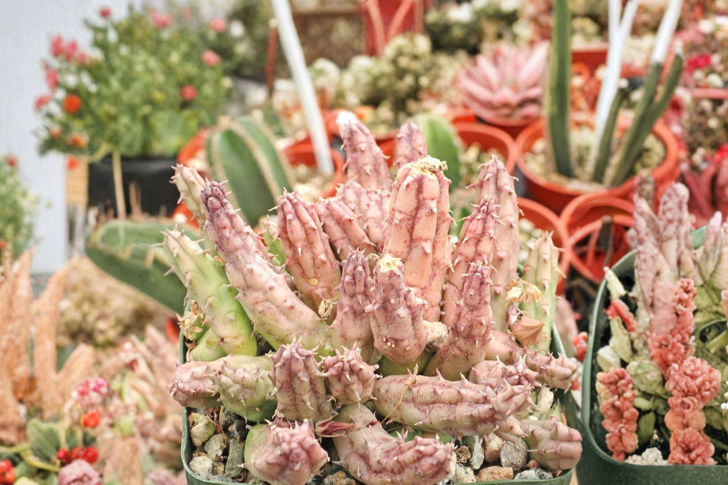 Huernia procumbens Live Succulent, Freshly Rooted 2.5 Inch Pot, Rare Stapeliad, Collector Plant, Easy Care Houseplant
