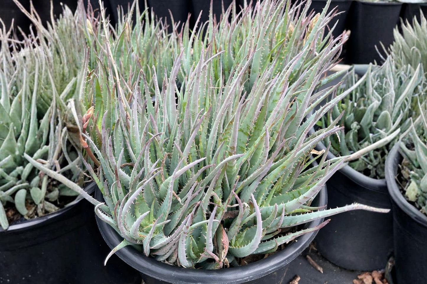 Aloe 'Kelly's Blue' Live Succulent, Rare Blue Aloe, Well-Rooted Plant, Easy Care Houseplant, Drought Tolerant, Collector Aloe