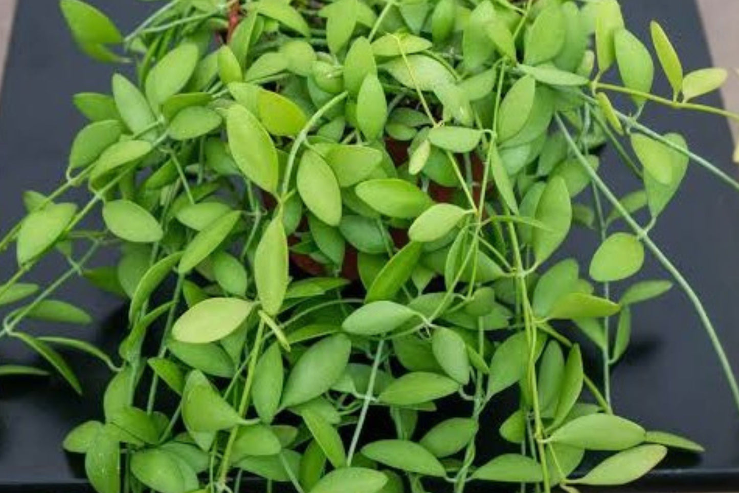 Dischidia oiantha Live Plant, Rare Trailing Houseplant, Well-Rooted Vine, Easy Care Indoor Plant, Hanging Basket Plant