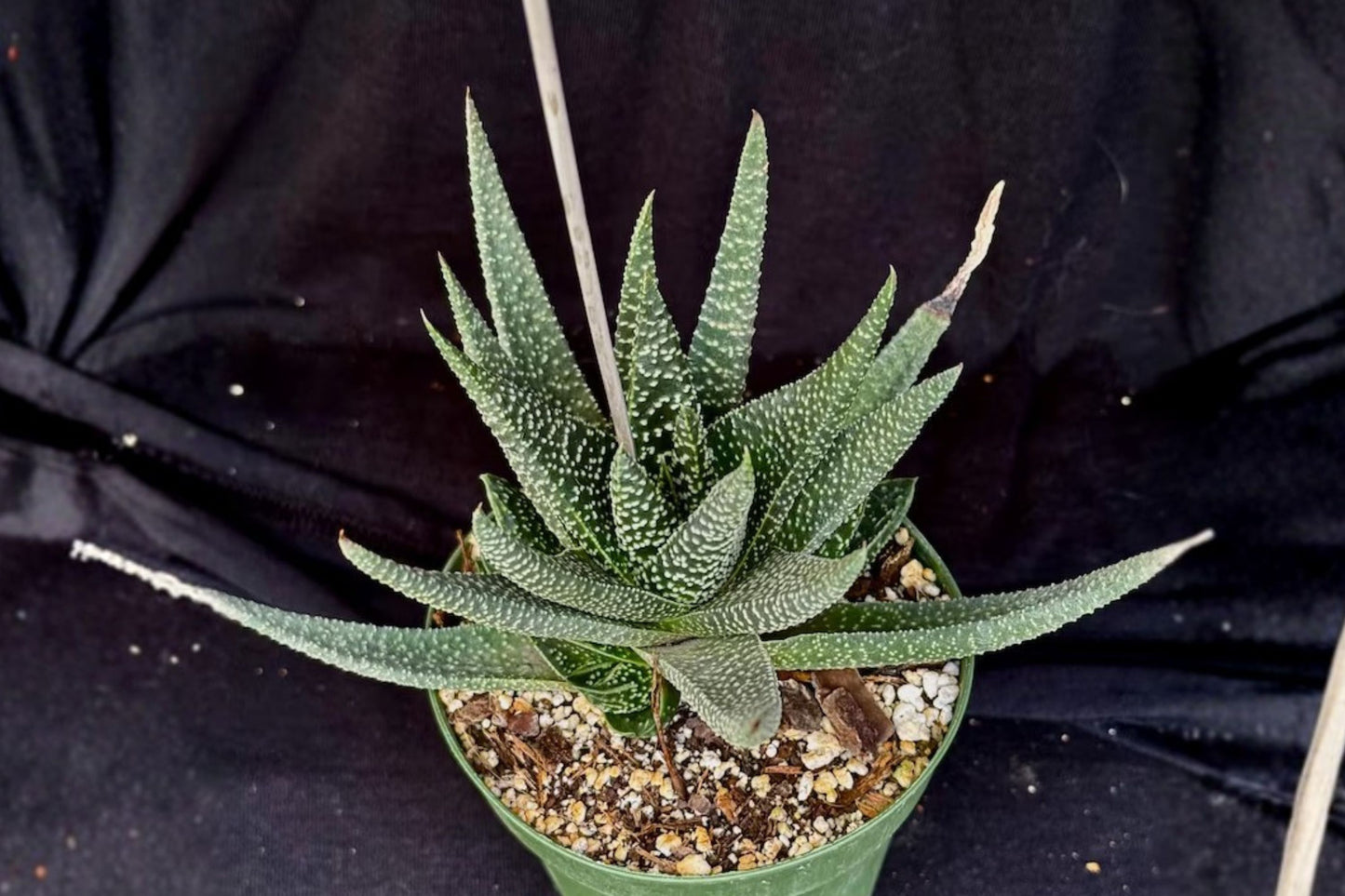 Gasteraloe 'Royal Highness' Live Succulent, Rare Hybrid Succulent, Well-Rooted Plant, Easy Care Houseplant, Collector Plant