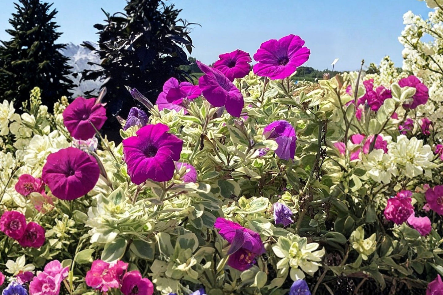 Petunia 'Glamouflage Grape' Live Plant, Purple Flower Petunia, 4 Inch Pot, Trailing Annual, Hanging Basket Plant
