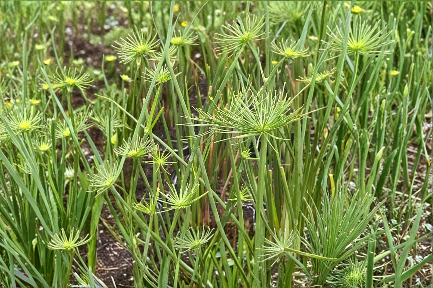 Dwarf Papyrus 'Little Prince' Live Plant, Cyperus prolifer, 4 Inch Pot, Pond Plant, Water Garden, Ornamental Grass
