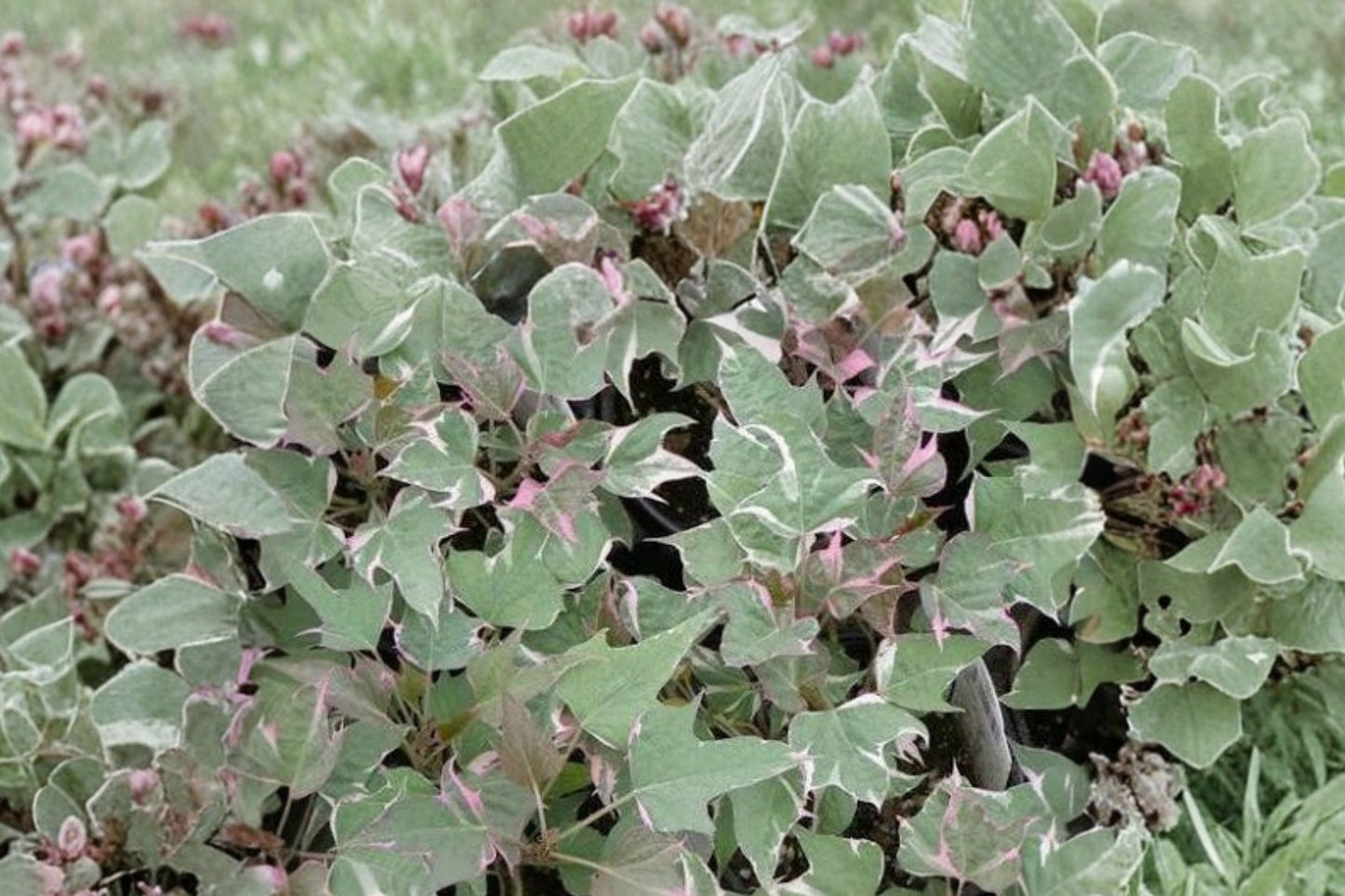 Sweet Potato Vine 'Tricolor' Live Plant, Variegated Ipomoea batatas, 4 Inch Pot, Trailing Foliage Plant, Hanging Basket
