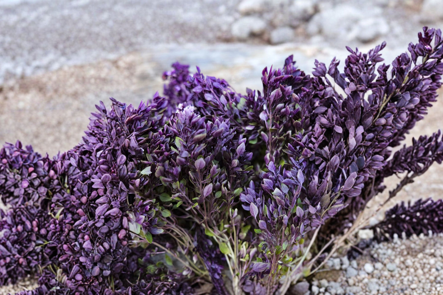 Purple Ball Basil Live Plant, Ocimum basilicum 'Purple Ball', 4 Inch Pot, Purple Culinary Herb, Compact Basil Plant