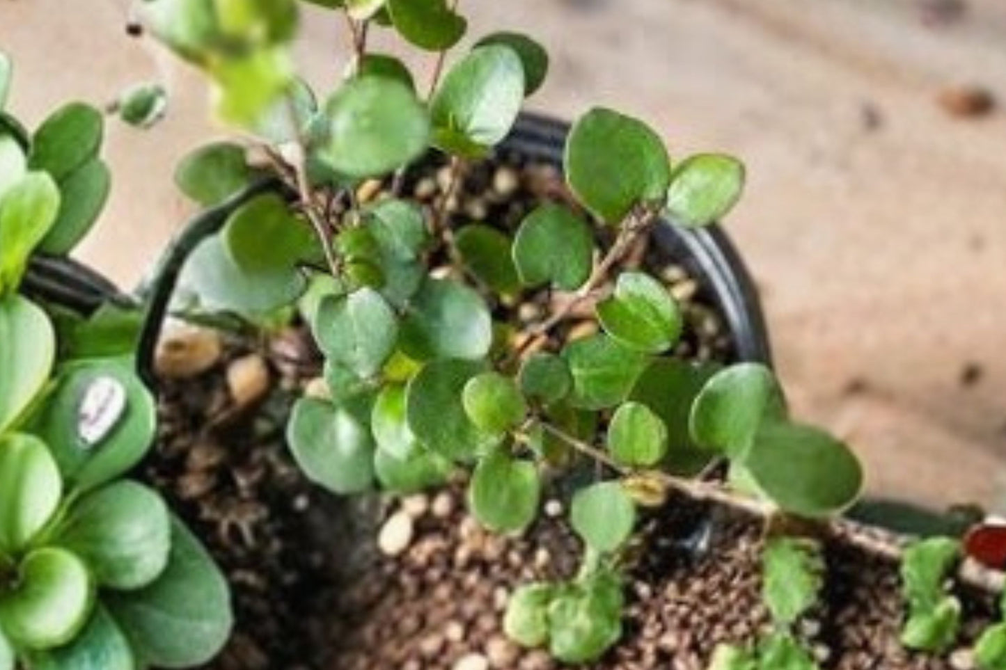 Large Leaf Wire Vine Live Plant, Muehlenbeckia spp., 4 Inch Pot, Trailing Vine, Houseplant, Hanging Basket Plant