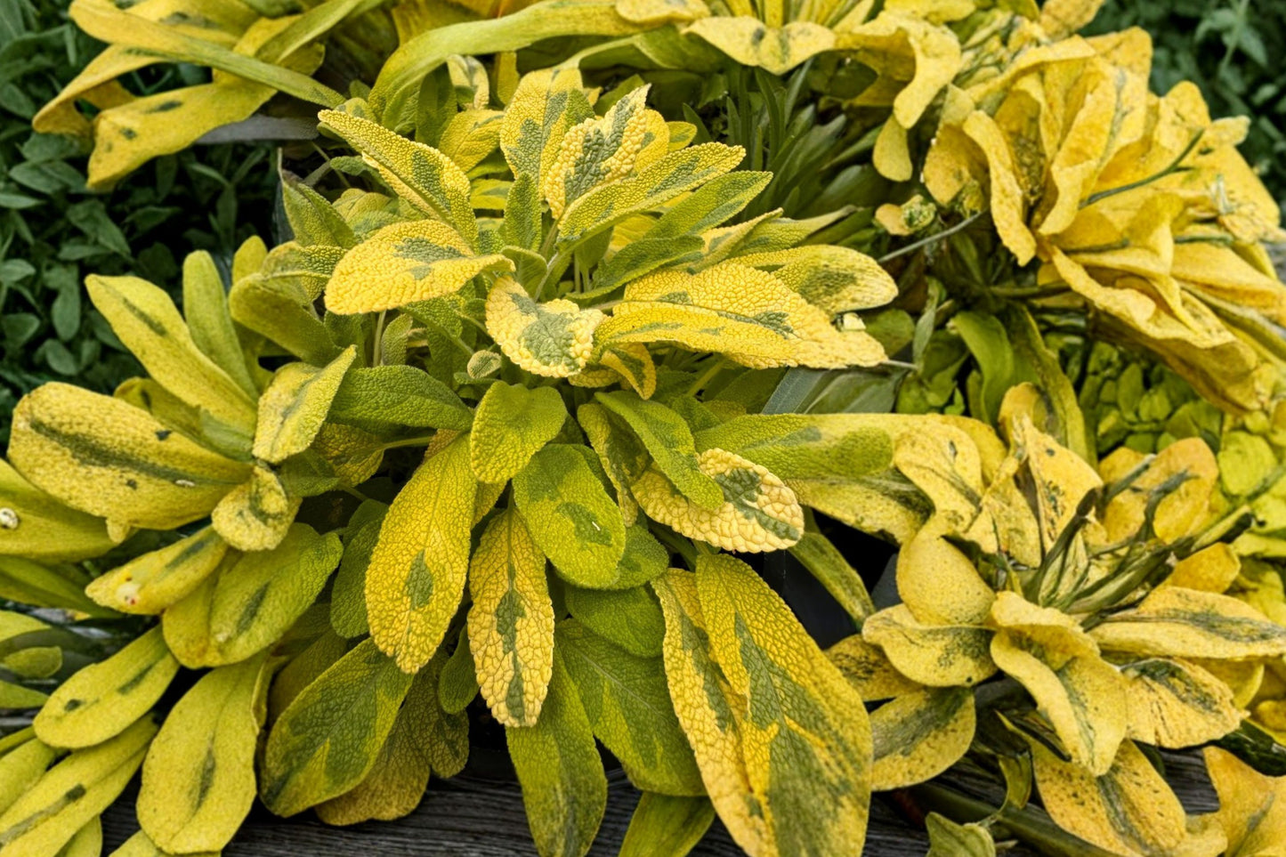 Golden Sage 'Icterina' Live Plant, Salvia officinalis 'Icterina', 4.5 Inch Pot, Variegated Culinary Herb, Live Sage