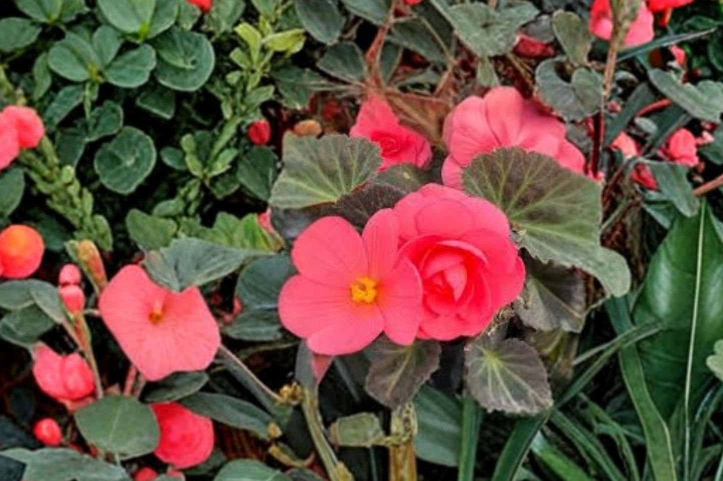 Begonia 'Nonstop Mocca Pink Shades' Live Plant, Begonia × tuberhybrida, 4 Inch Pot, Bronze Leaf Shade Flower