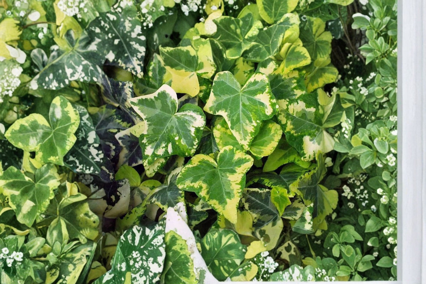 Golden Ingot English Ivy Live Plant, Hedera helix 'Golden Ingot', 4 Inch Pot, Variegated Trailing Ivy, Houseplant