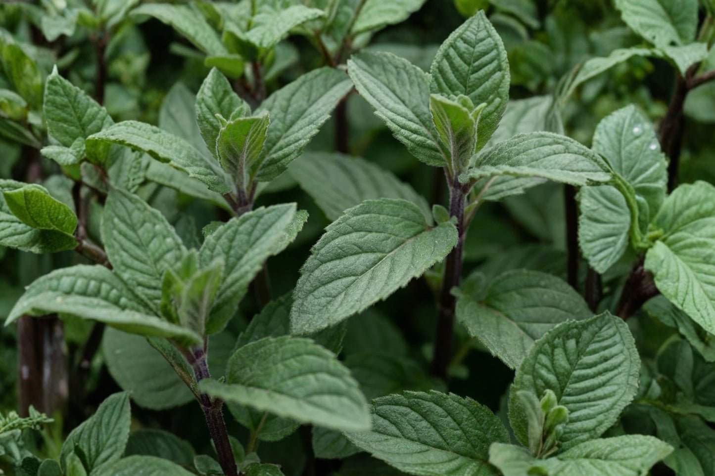 Hillary's Sweet Lemon Mint Live Plant, Mentha 'Hillary's Sweet Lemon', 4.5 Inch Pot, Fragrant Culinary Herb, Live Mint
