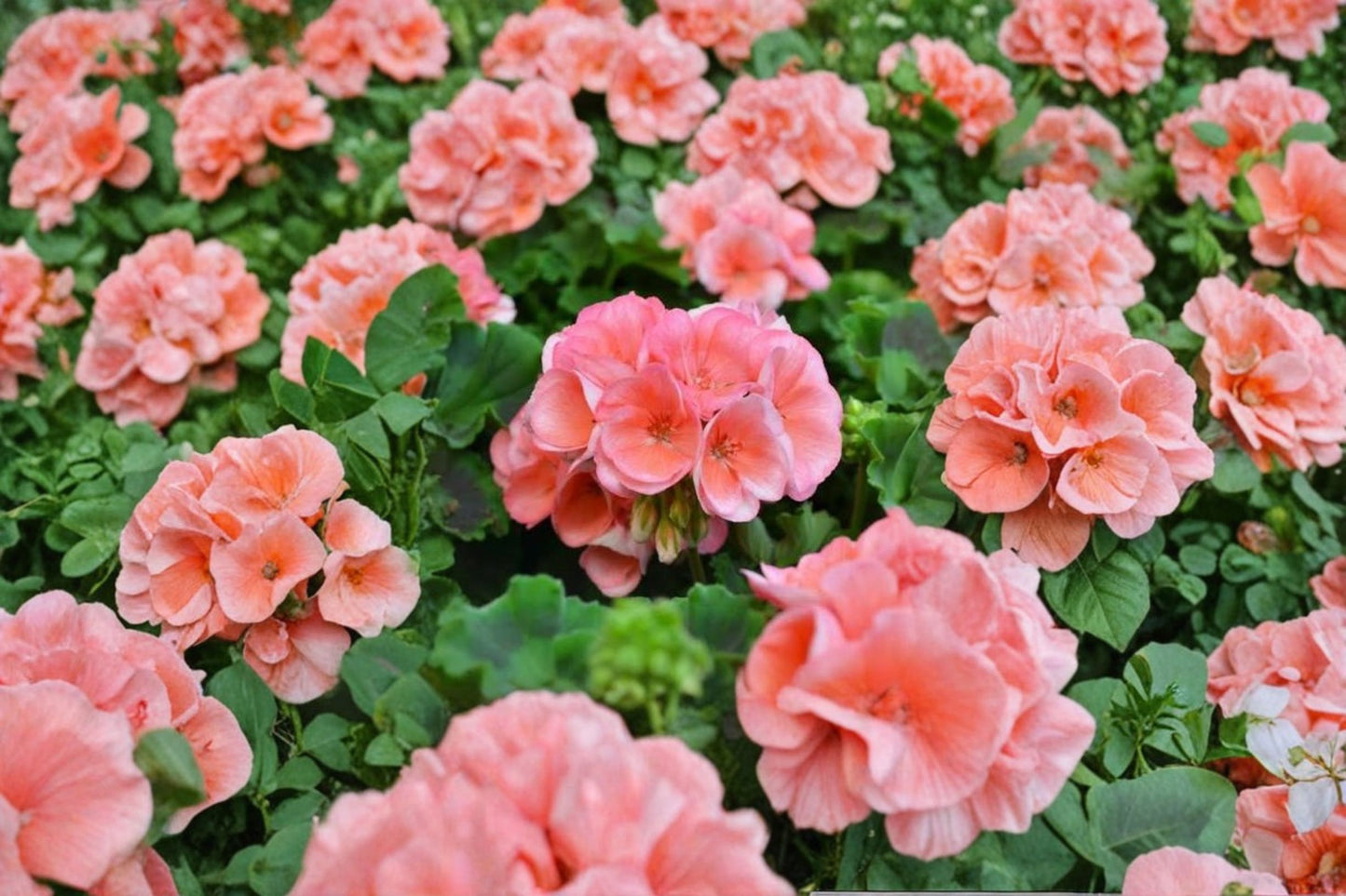 Americana Salmon Geranium Live Plant, Pelargonium 'Americana Salmon', 4 Inch Pot, Salmon Bloom Zonal Geranium