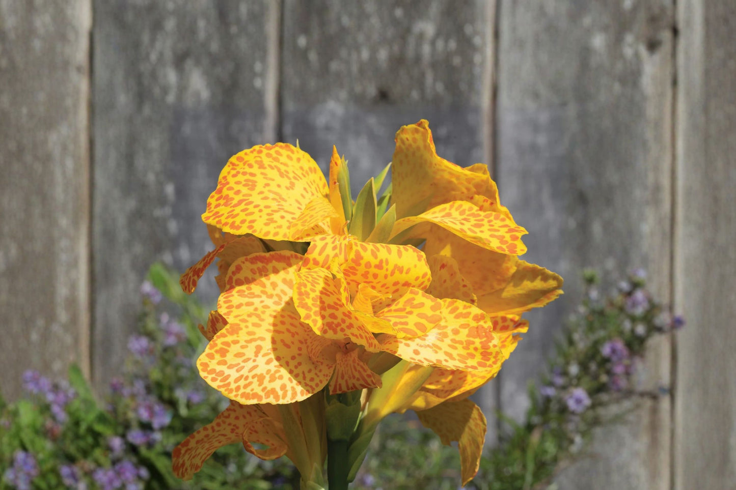 Cannova Gold Leopard Canna Lily Live Plant, Canna × generalis 'Cannova Gold Leopard', 4 Inch Pot, Tropical Flower