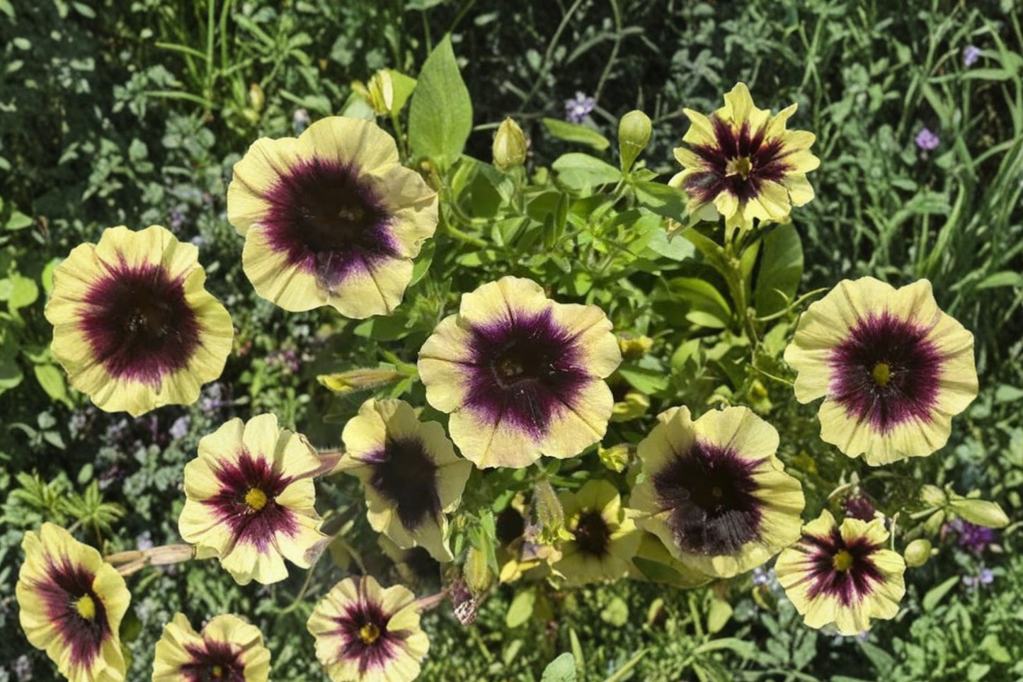 Surfinia Heavenly Blackberries & Cream Petunia Live Plant, Petunia 'Heavenly Blackberries & Cream', 4 Inch Pot