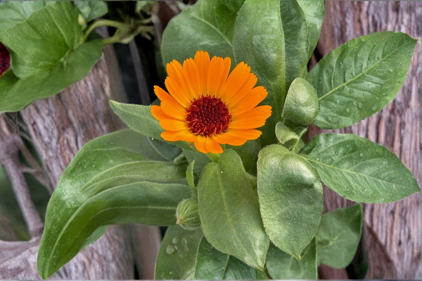 PowerDaisy Mango Calendula Live Plant, Calendula officinalis 'PowerDaisy Mango', 4 Inch Pot, Orange Flowering Plant