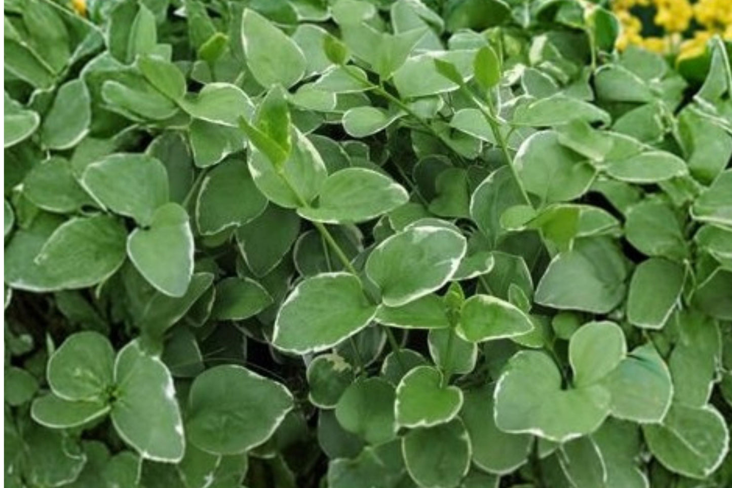Illumination Vinca Vine Live Plant, Vinca major 'Illumination', 4 Inch Pot, Variegated Trailing Vine, Ground Cover