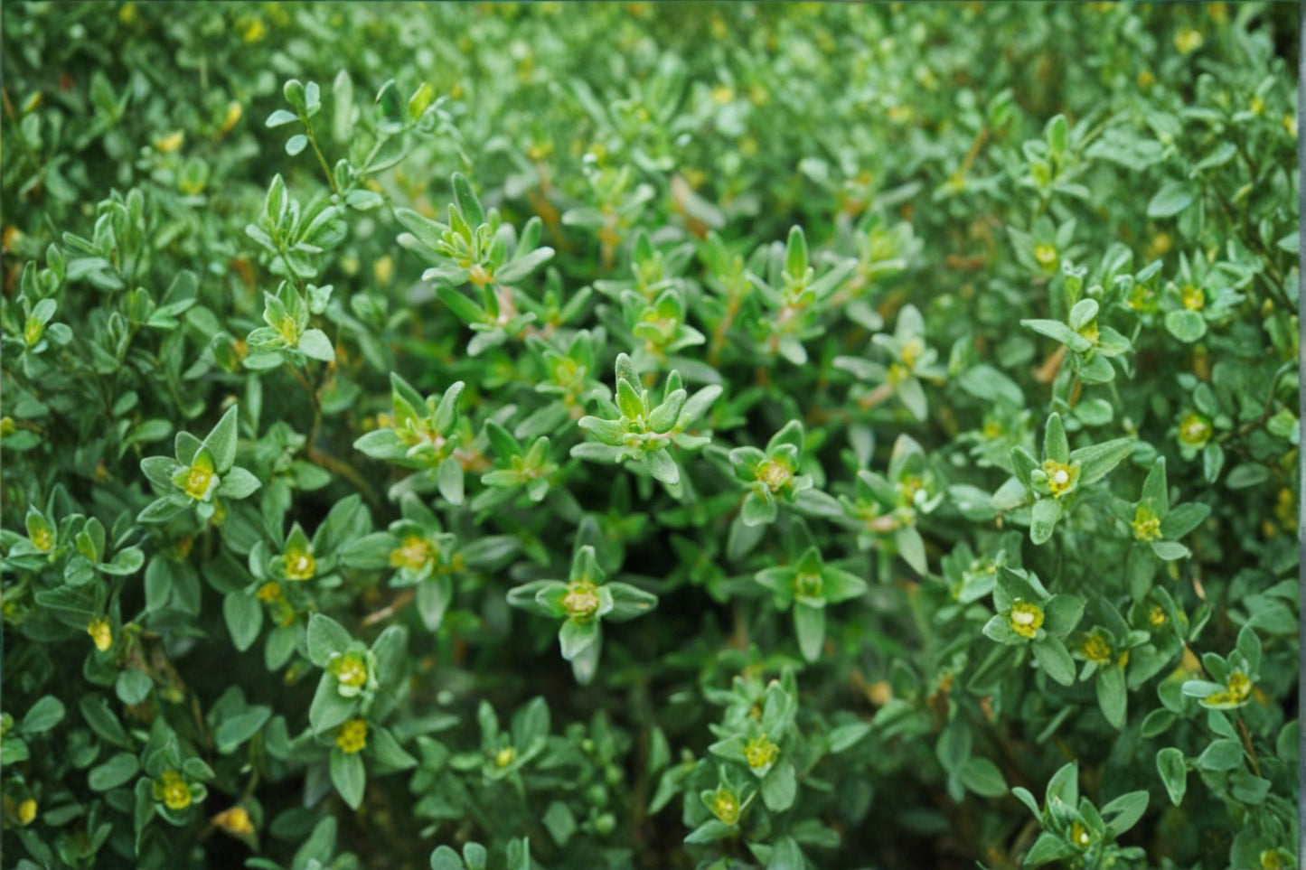 French Thyme Live Herb Plant, Thymus vulgaris, 4 Inch Pot, Culinary Herb, Perennial Herb Garden Plant