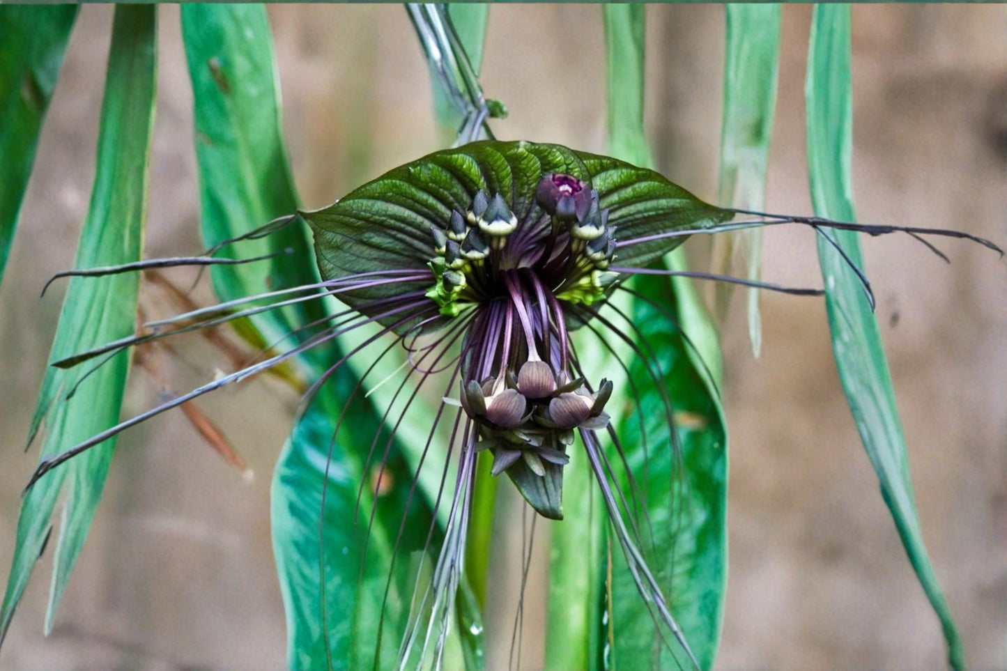 Black Bat Flower Live Plant, Tacca chantrieri, 4 Inch Pot, Rare Tropical Houseplant, Exotic Bloom, Collector Plant