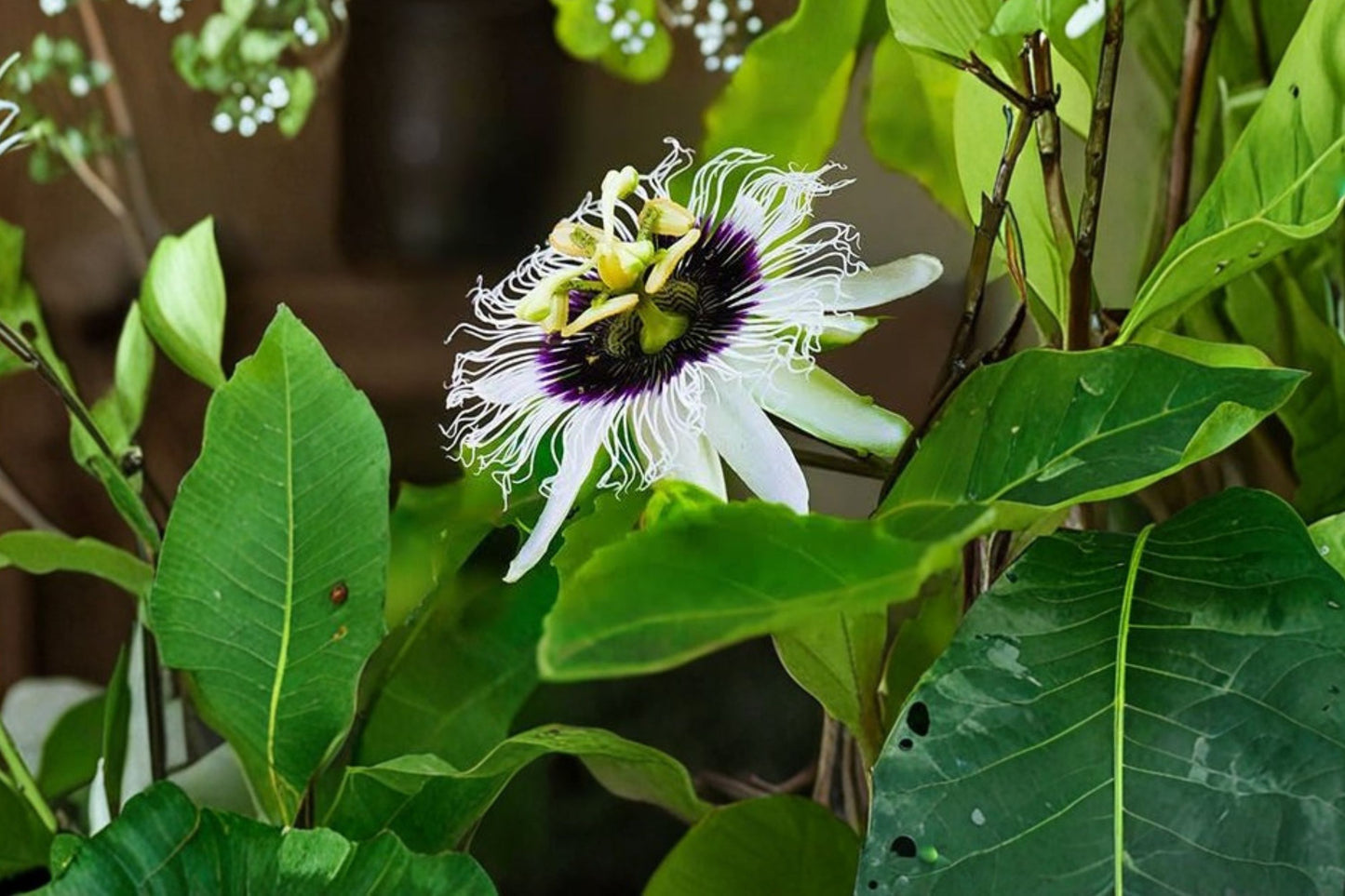 Sunrise Passion Fruit Vine Live Plug, Passiflora edulis 'Sunrise', 2 Inch Plug, Tropical Fruiting Vine, Fast Growing Climber