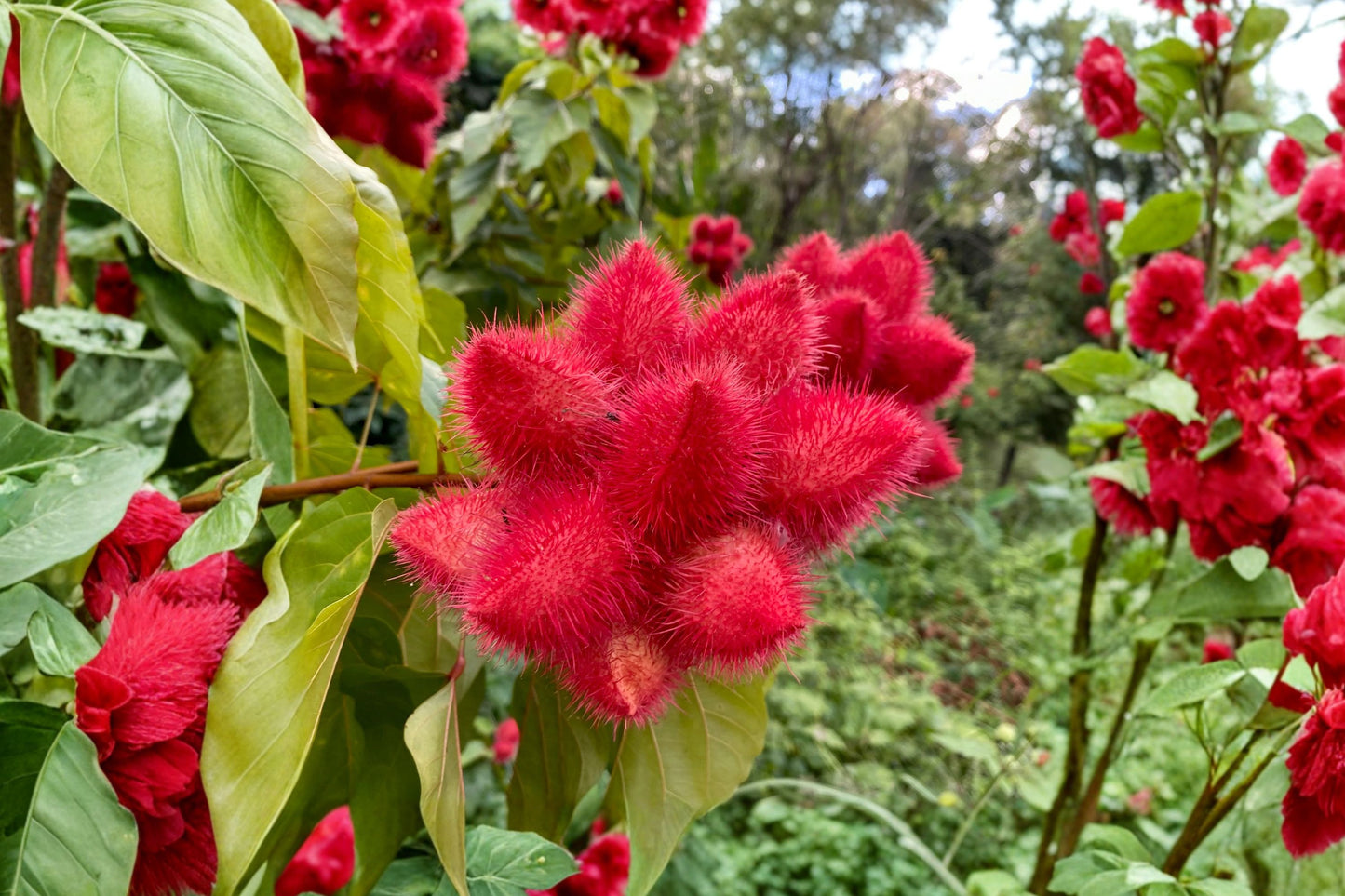 Annatto Live Plant, Bixa orellana, 4 Inch Pot, Achiote Tree, Natural Food Coloring Plant, Tropical Edible Shrub