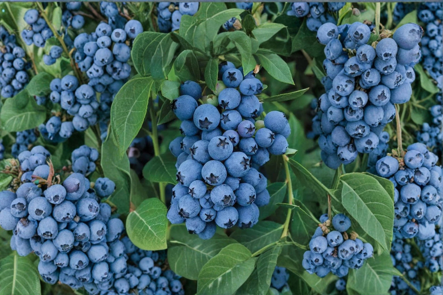 Blueberry 'Jewel' Live Plug, Vaccinium 'Jewel', 2 Inch Plug, Southern Highbush Blueberry, Sweet Berry Plant