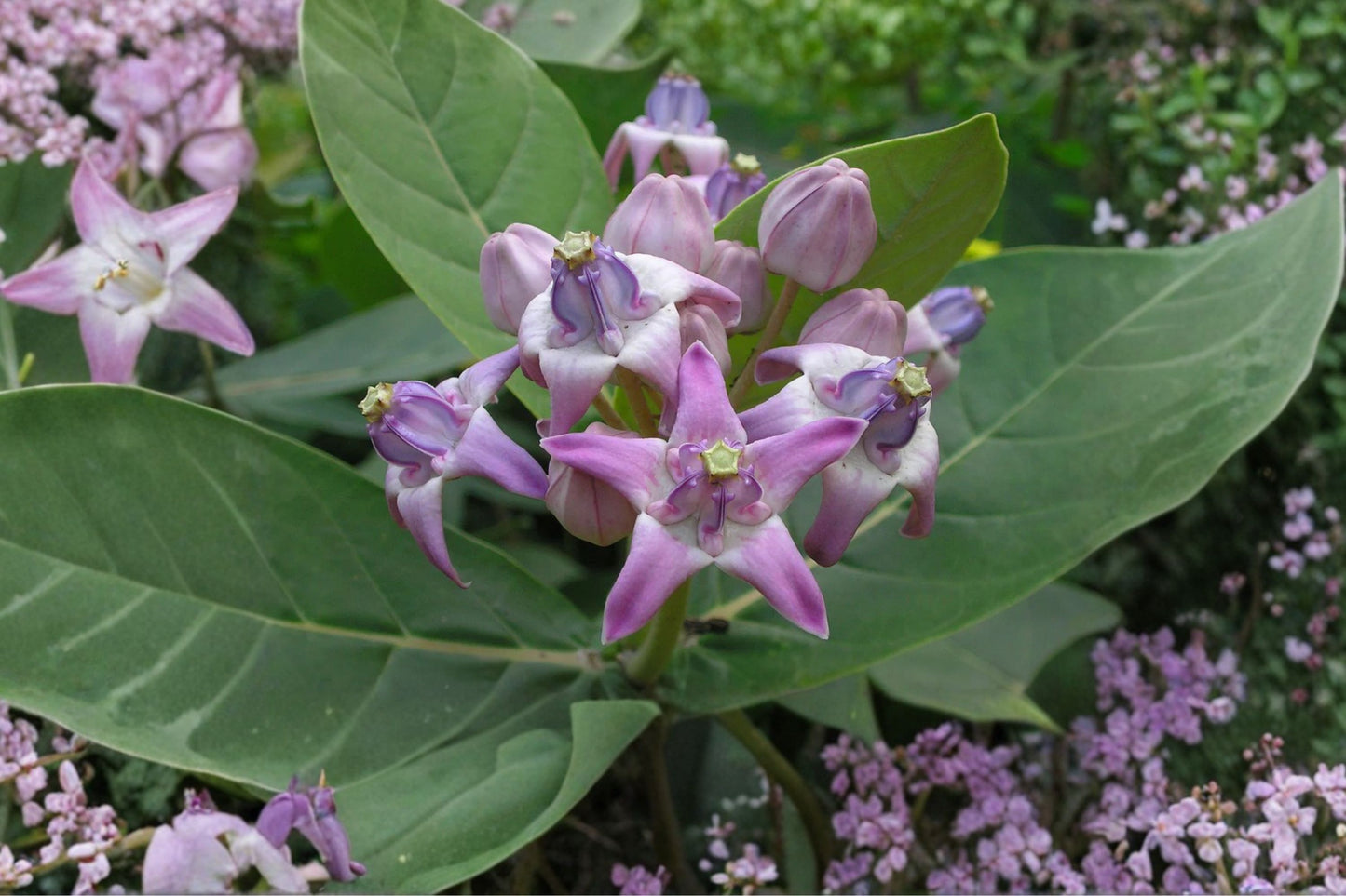 Giant Milkweed Live Plant, Calotropis gigantea, 4 Inch Pot, Rare Tropical Flowering Shrub, Butterfly Host Plant