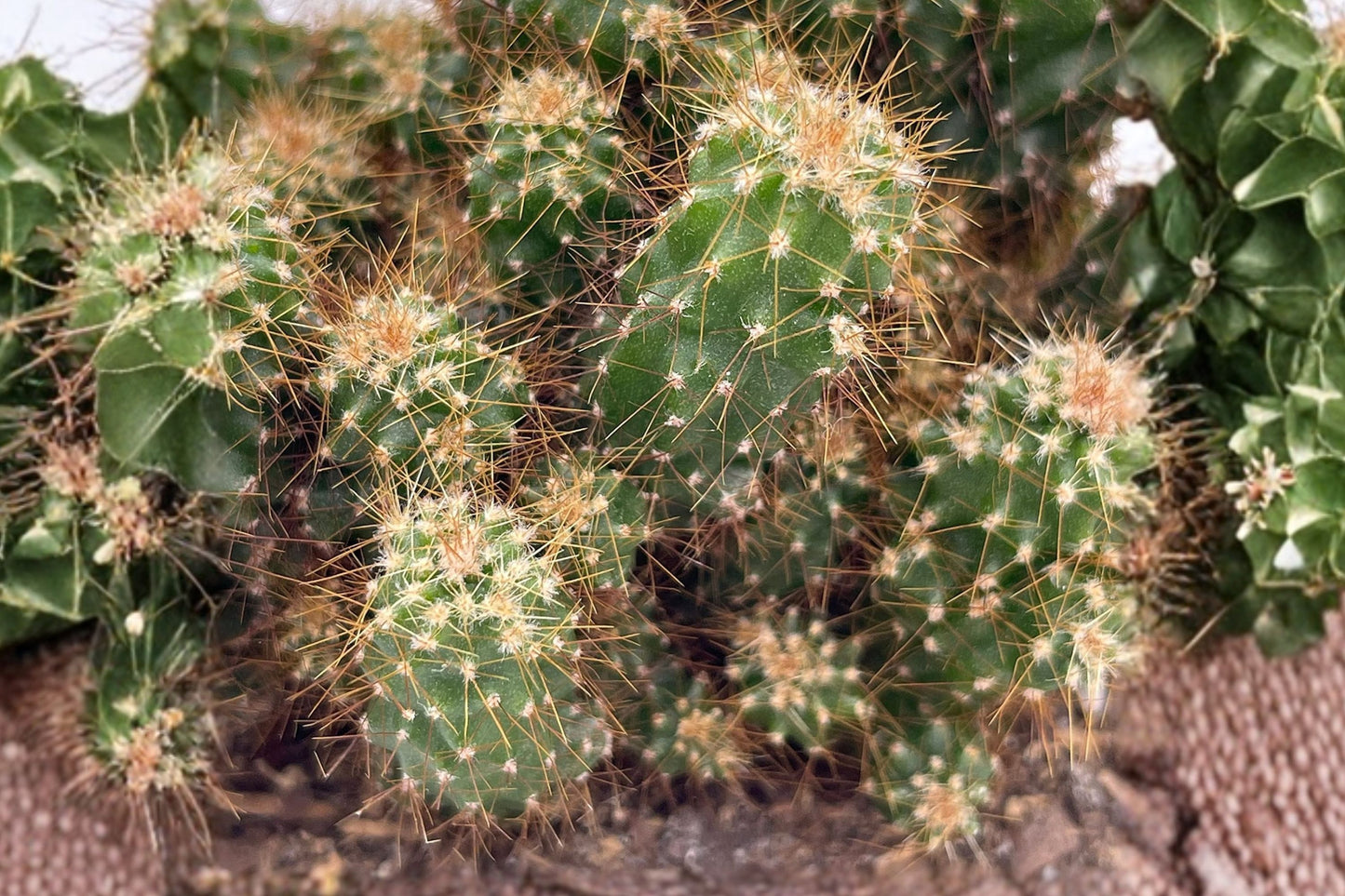 Crested Peruvian Apple Cactus Live Plant, Cereus repandus f. cristata, 4 Inch Pot, Rare Crested Cactus, Collector Plant