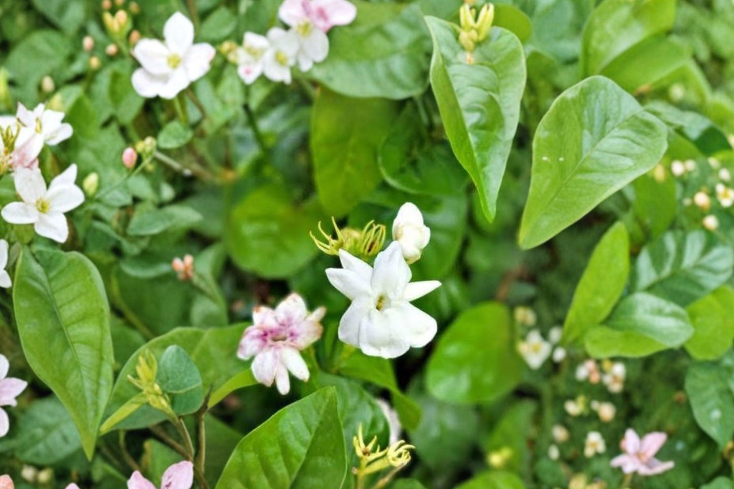 Jasmine 'New Maid of Orleans' Live Plant, Jasminum sambac, 4 Inch Pot, Fragrant White Blooms, Arabian Jasmine
