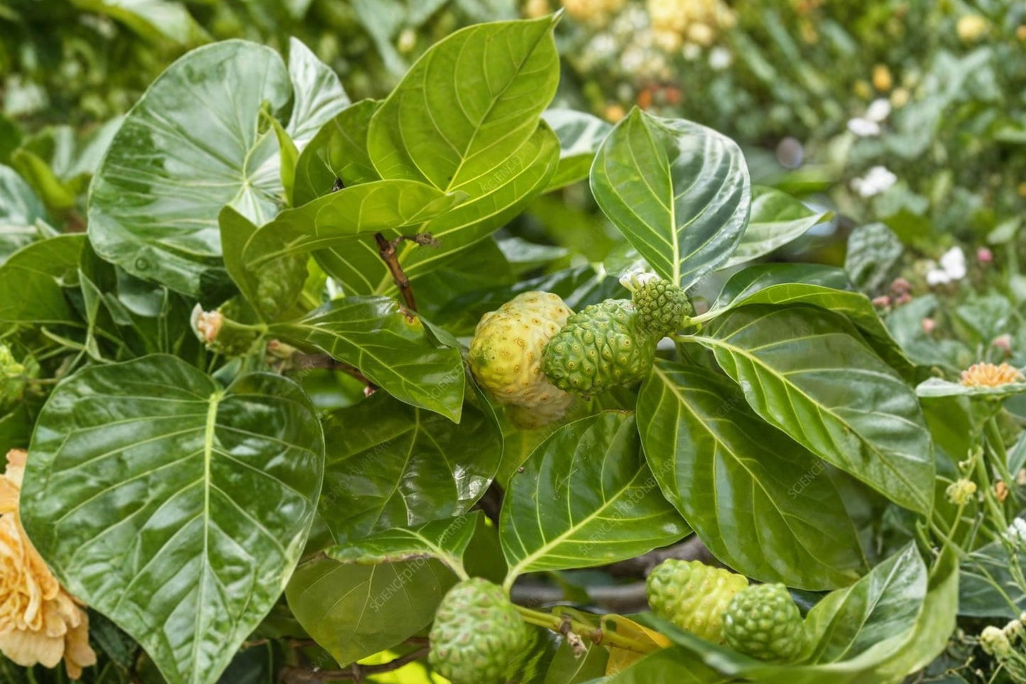 Noni Fruit Tree Live Plant, Morinda citrifolia, 4 Inch Pot, Tropical Fruit Plant, Indian Mulberry, Container Friendly Tree
