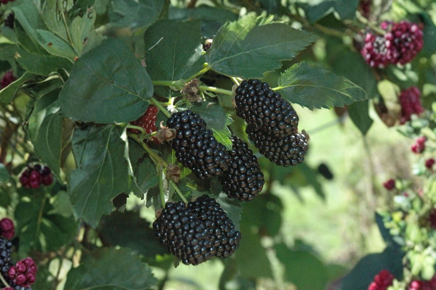 Prime-Ark® Freedom Thornless Blackberry Live Plant, Rubus 'Prime-Ark Freedom', Rooted Liner, Primocane Fruiting