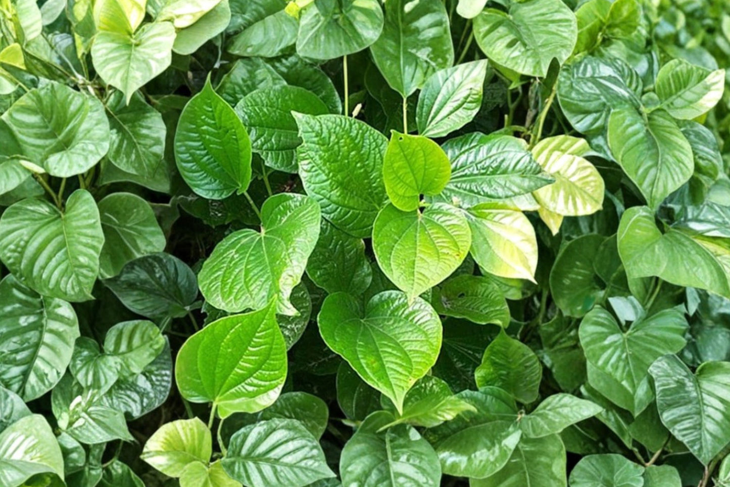 Betel Leaf Live Plant, Piper betle, 4 Inch Pot, Betel Vine, Tropical Climbing Plant, Fragrant Evergreen Vine