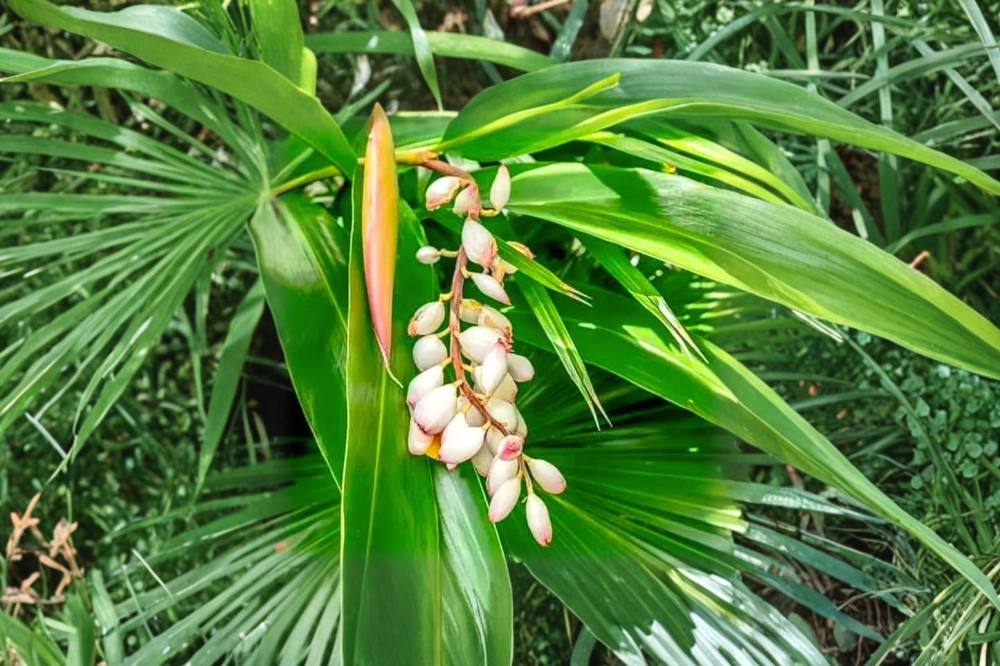 Cardamom Live Plant, Elettaria cardamomum, 2 Inch Rooted Plug, 15+ Inches Tall, Rare Spice Plant, Tropical Herb