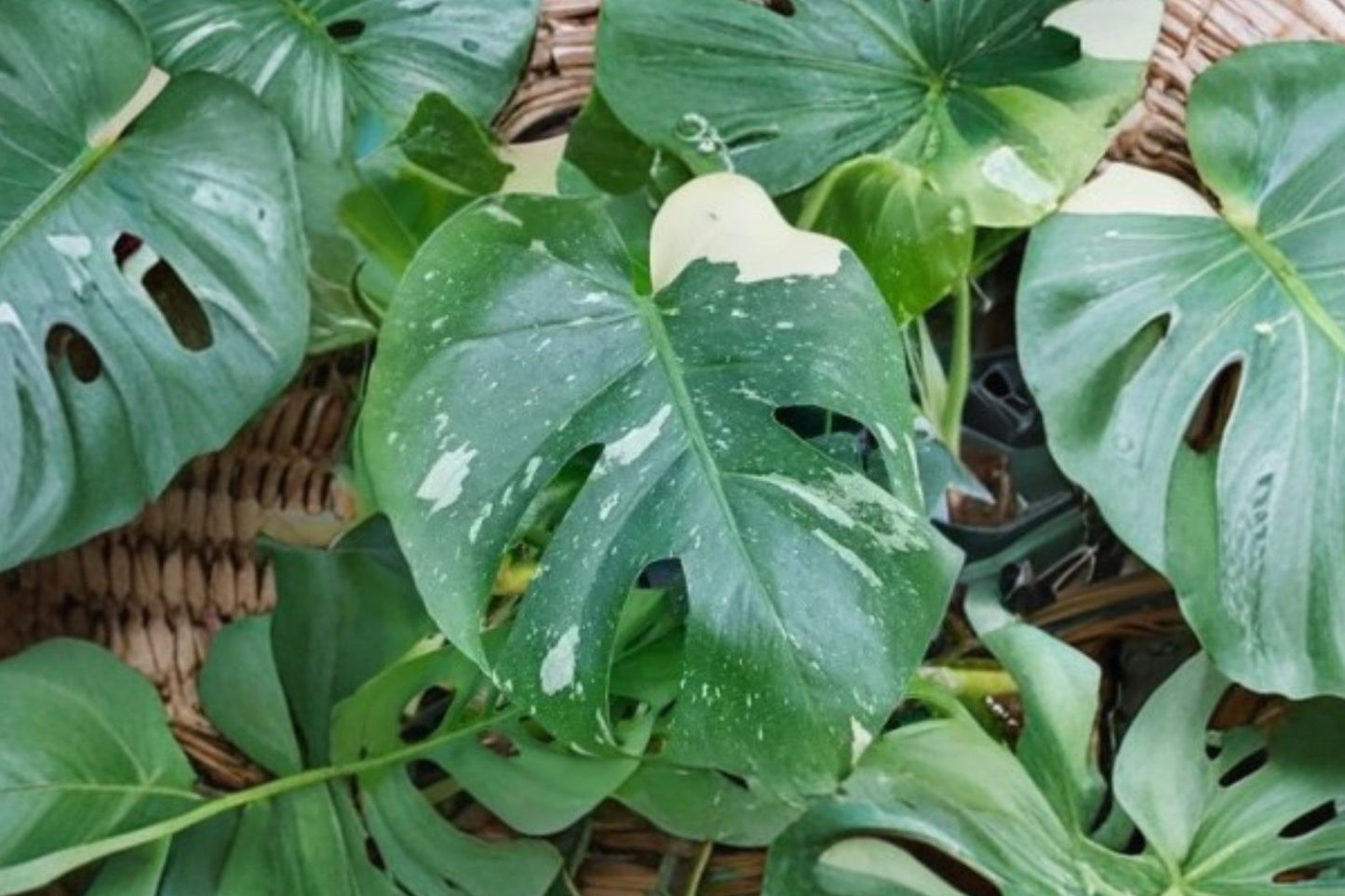 Monstera Thai Constellation Live Plant, Variegated Monstera deliciosa, 4 Inch Pot, Rare Aroid, Indoor Houseplant