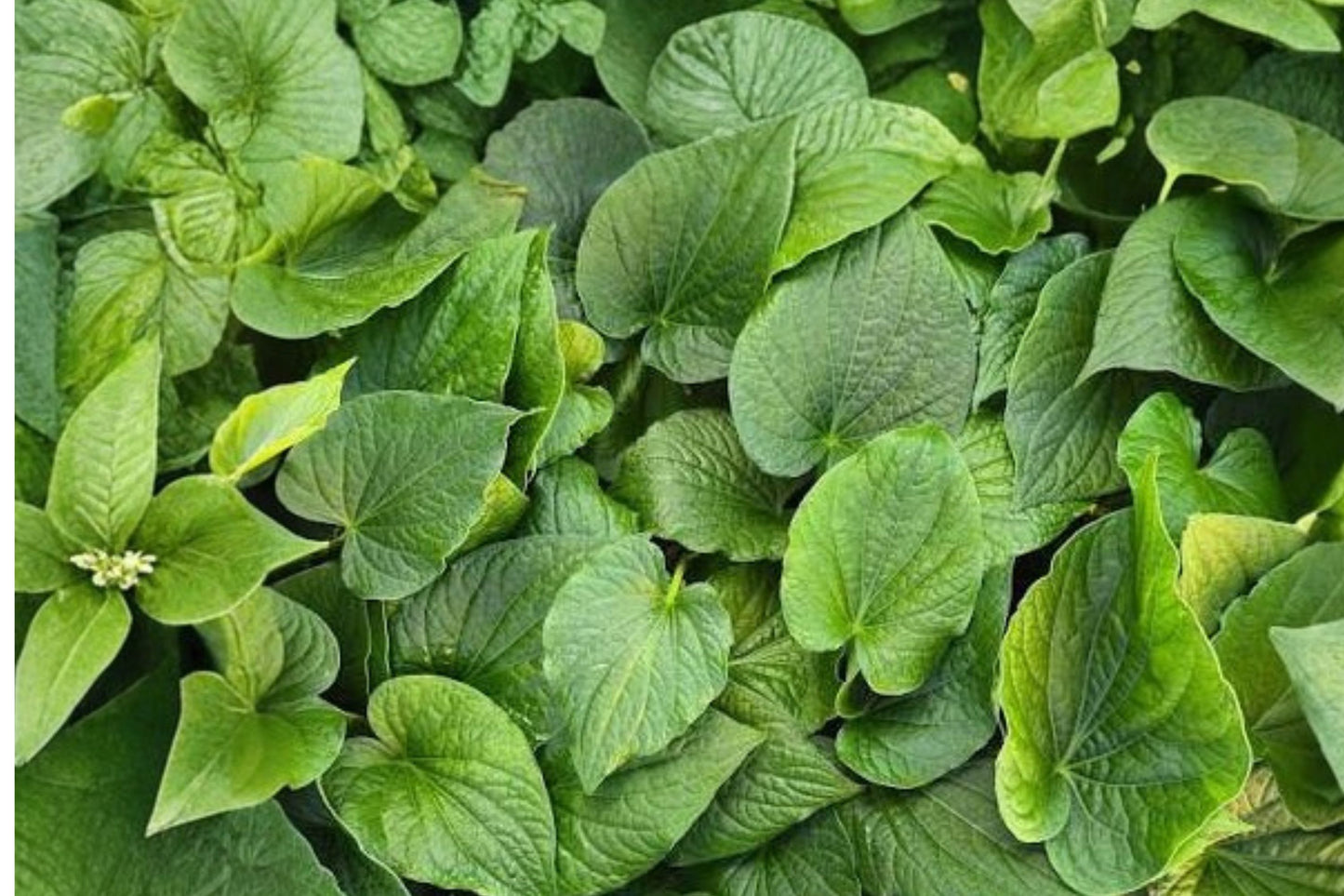 Kava Kava Live Plant, Piper methysticum, 4 Inch Pot, Rare Tropical Herb, USA Grown, Collector Plant
