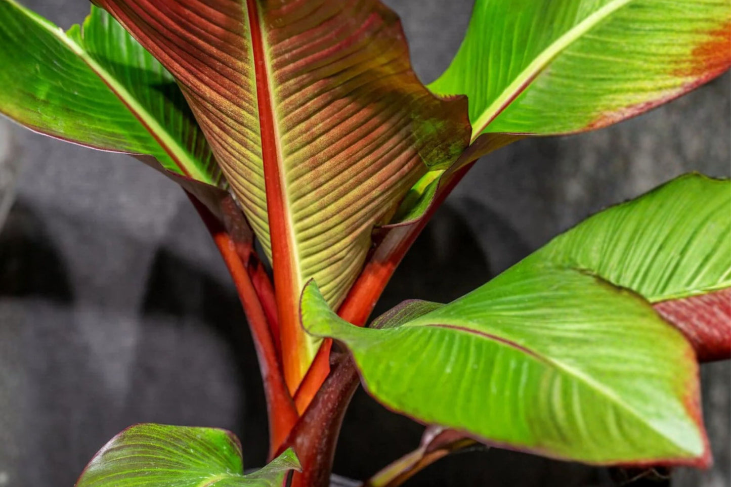 Red Abyssinian Banana Live Plant, Ensete maurelii, 4.5 Inch Nursery Pot, Ornamental Tropical Banana, Red Banana Plant