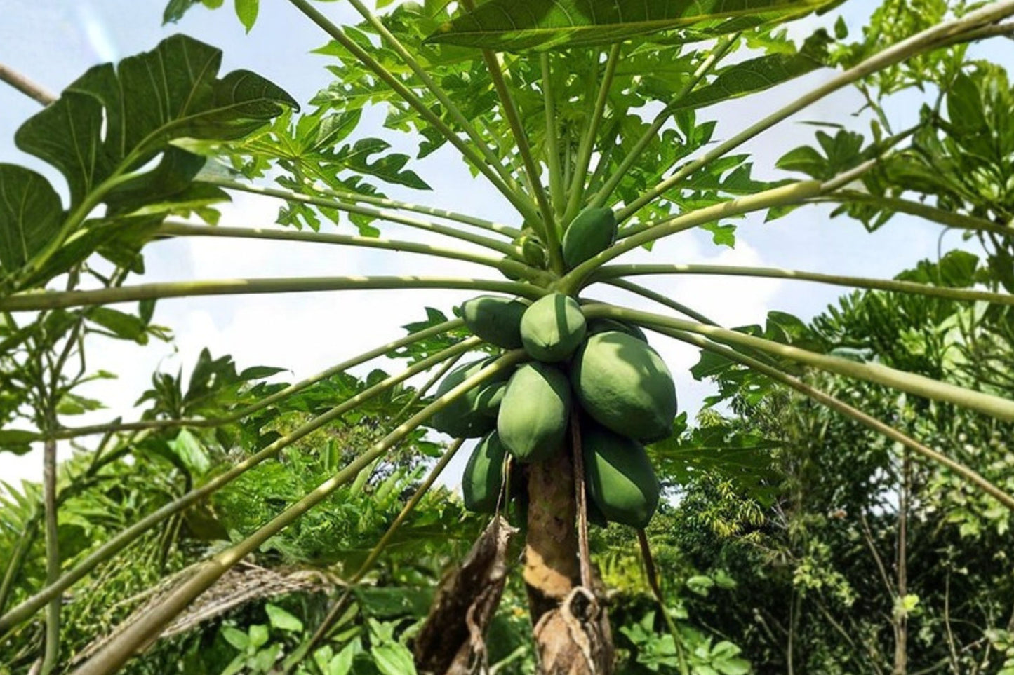 Dwarf Papaya Live Plant, Carica papaya, 4.5 Inch Nursery Pot, Compact Tropical Fruit Tree, Container Papaya