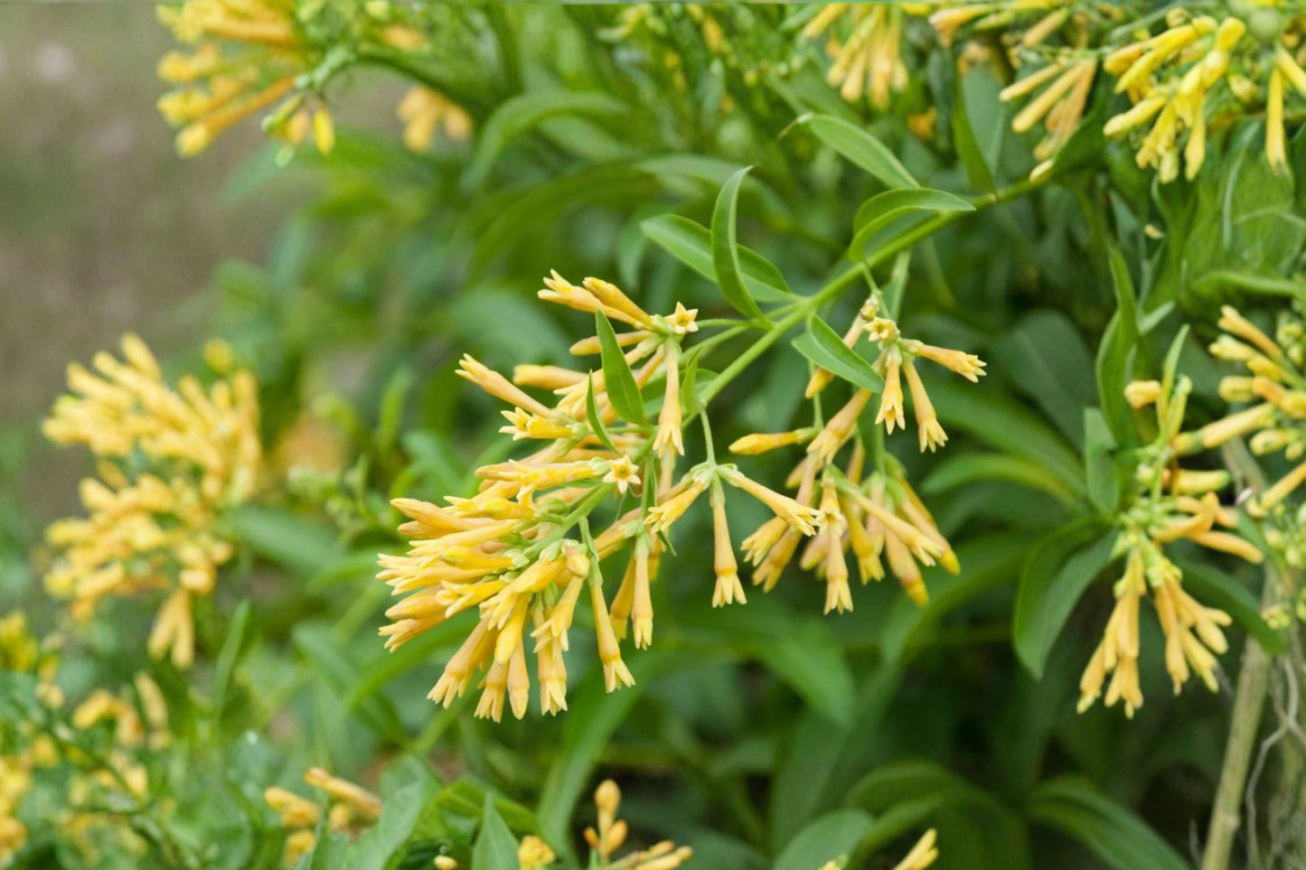 Night Blooming Jasmine Live Plant, Cestrum nocturnum, 4 Inch Pot, Fragrant Flowering Shrub, Tropical Garden Plant
