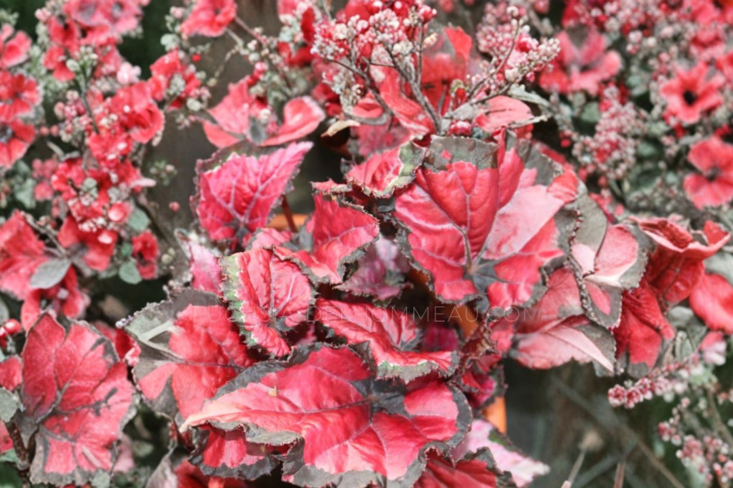 Begonia Harmony's Red Robin Live Plant, 4 Inch Pot, Rare Indoor Houseplant, Colorful Foliage, Plant Lover Gift