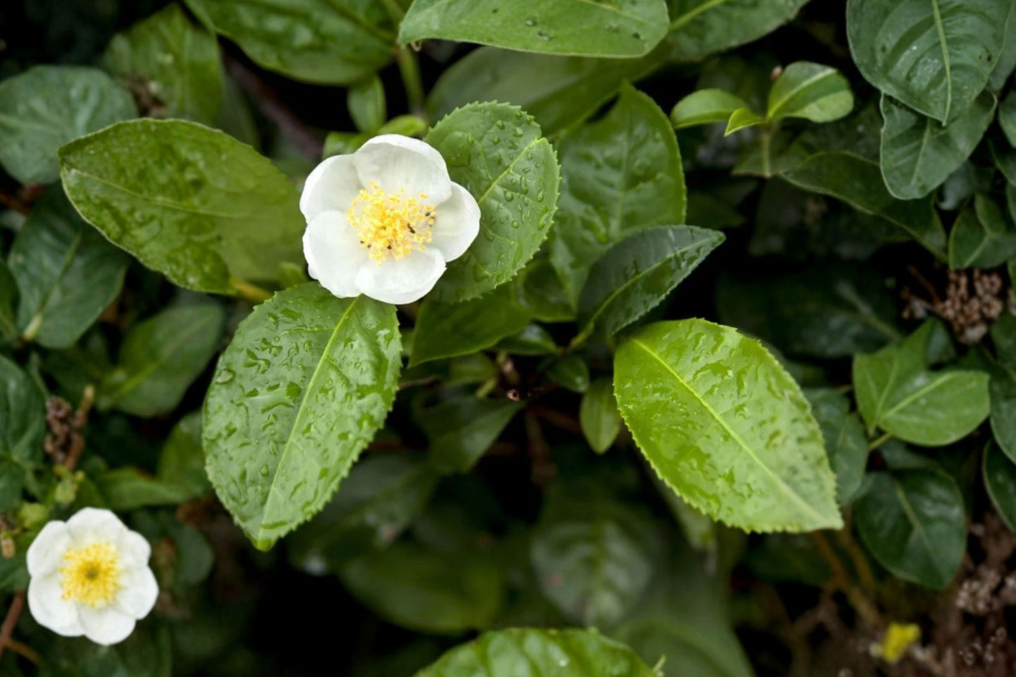 Tea Plant Live Plant, Camellia sinensis, 1 Gallon Pot, Grow Your Own Tea, Evergreen Shrub, Herbal Garden Plant