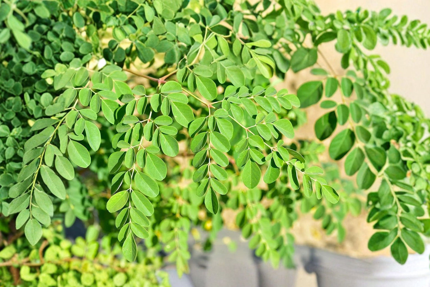 Moringa Live Plant, Moringa oleifera, 4 Inch Pot, Fast Growing Drumstick Tree, Tropical Edible Garden Plant