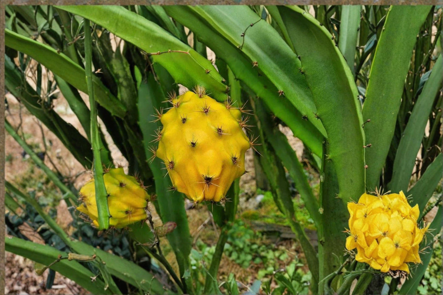 Yellow Dragon Fruit Live Plant, Selenicereus megalanthus, 4 Inch Pot, Yellow Pitaya Cactus, Tropical Fruit Plant