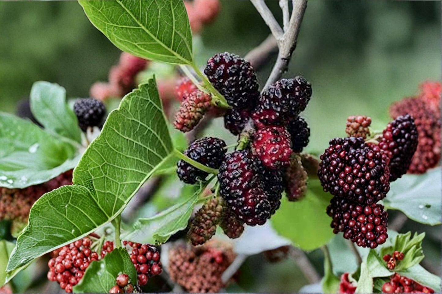 Dwarf Everbearing Mulberry Live Rooted Plug, Morus nigra, 2 Inch Rooted Plug, Compact Sweet Fruit Tree Starter
